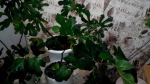 Выращивание инжира в комнатных условиях (внешние различия сортов)