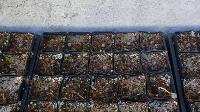 How to Grow Remotely Germinating Palms From Seed, Part 3. Bismarckia, Sabal, Livistona, Copernicia. смотреть онлайн