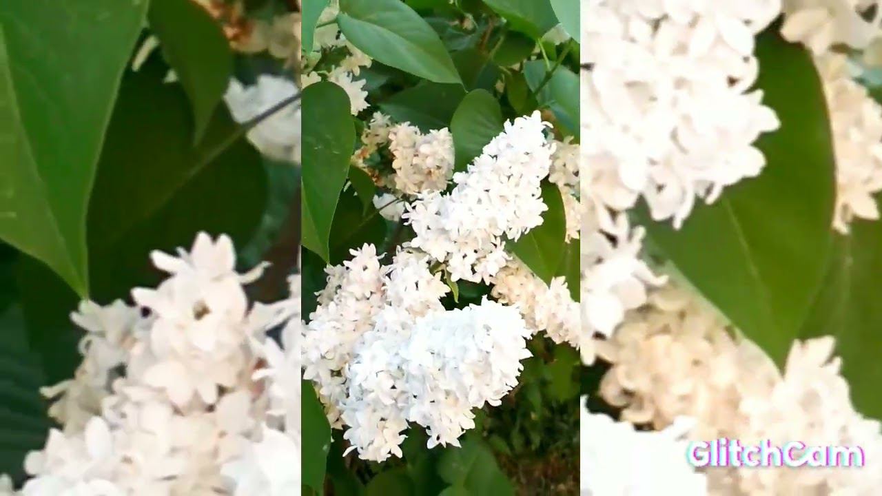 White Syringa flowers ,white flower clouds Белая Сирень в цвету