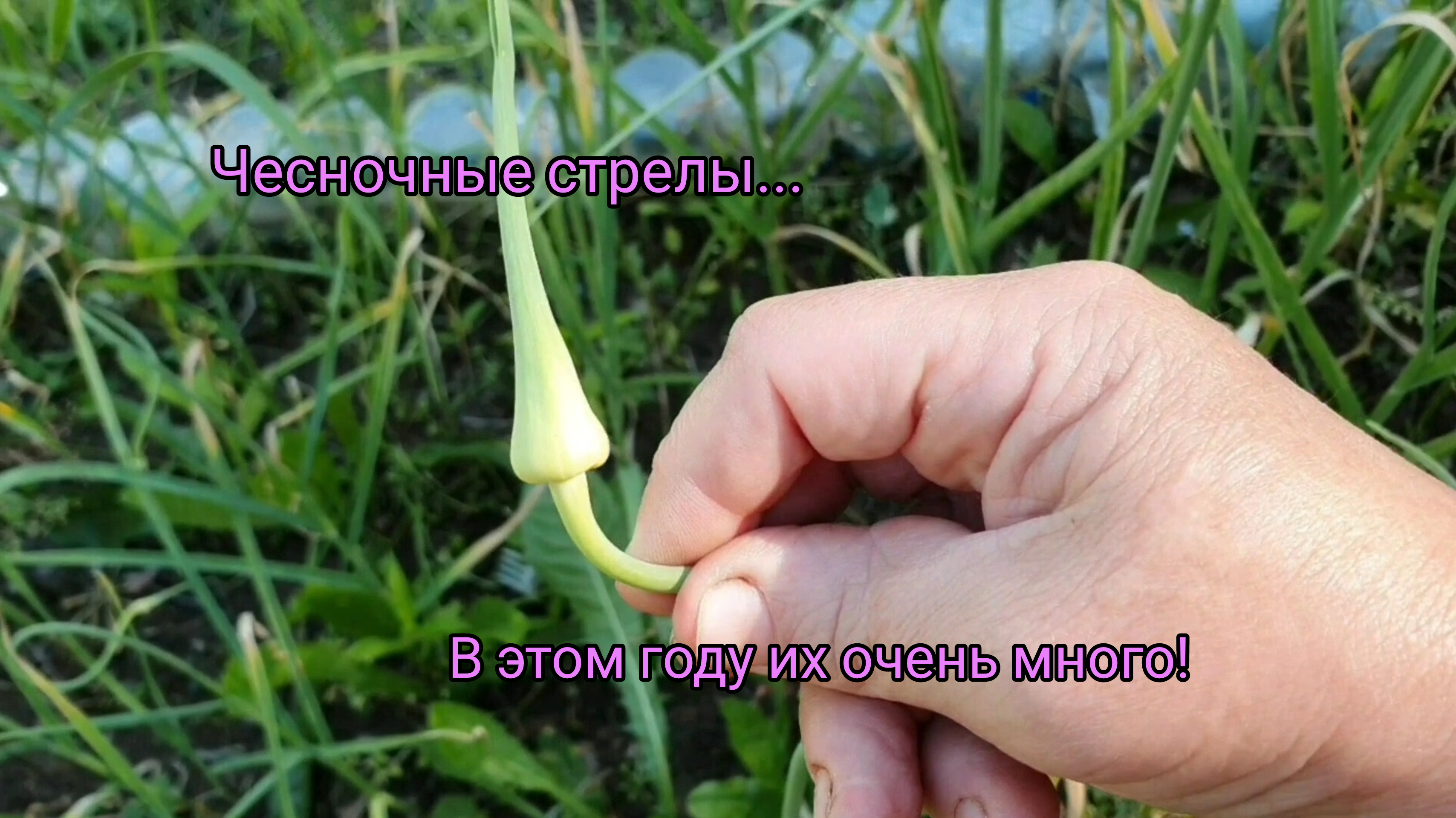 Про чесночные стрелы!?Беременная ящерица!?Что цветёт на клумбе!?