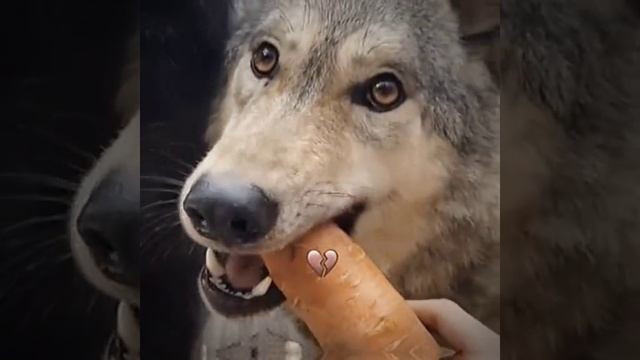 СМОТРИ И СМЕЙСЯ смотреть онлайн