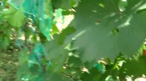 Виктория,виноград для начинающих.