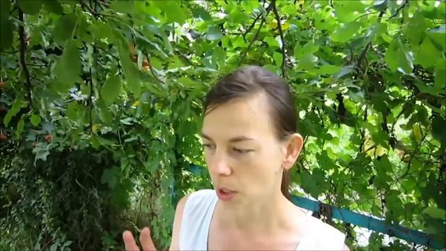 Вегетарианство и сыроедение: Чем я питалась во время беременности. Мой опыт и рецепты. смотреть онлайн