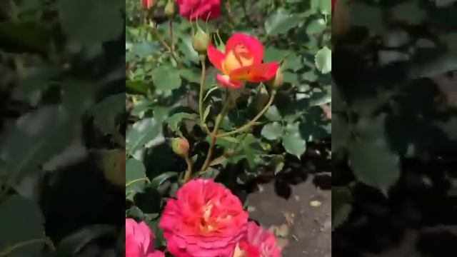 Мидсаммер ‼️ rosebushes.ru