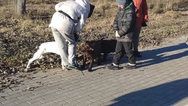 Породный характер лабрадора. смотреть онлайн