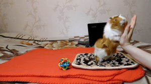 САМОЕ МИЛОЕ ВИДЕО. МОРСКАЯ СВИНКА ПОПКОРНИТ. ПОПКОРНИНГ #10