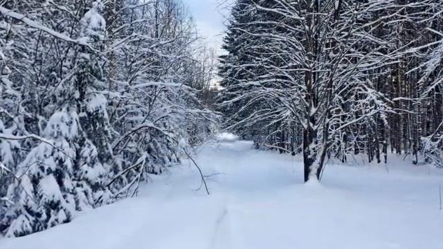 Зимние картинки / Природа Прикамья / Лыжная прогулка в лесу смотреть онлайн