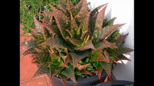 Алоэ   выращивание и уход в домашних условиях.Польза алоэ