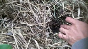 Мульча сколько надо мульчи для теплицы 3*4