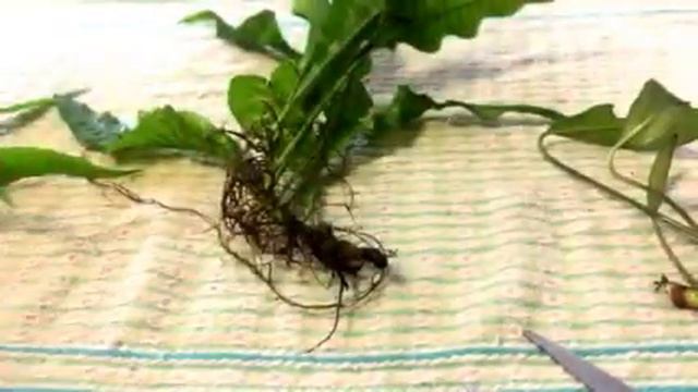 Java fern and Anubias Propagation смотреть онлайн