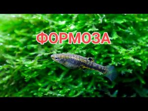 ФОРМОЗА. УСЛОВИЯ СОДЕРЖАНИЯ И РАЗМНОЖЕНИЯ В АКВАРИУМЕ