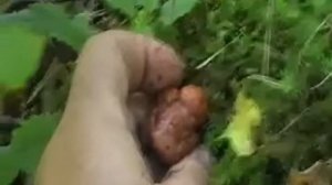 РЕЙШИ Трутовик лакированный в природе