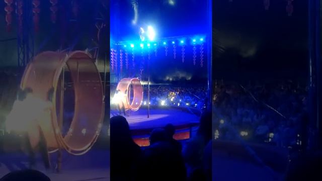 цирк "золотой дракон". колесо смелости. колесо судьбы смотреть онлайн