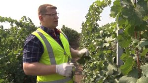 Филлоксера  - угроза виноградников.