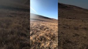 Овцеводство в Хакасии. Овцеводческое хозяйство Мамышева