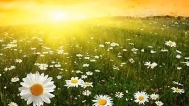 С.Михалков Бараны смотреть онлайн