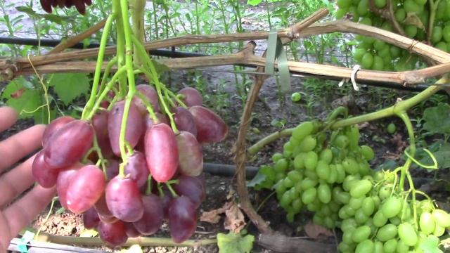 виноград 27 июля на участке Сокур Р.В. смотреть онлайн