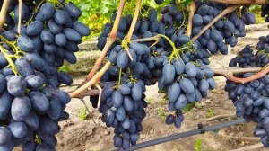 Виноград Атос (2022)