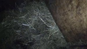 Замерзнет ли коза на такой подстилке?! новая кормушка, пух козы.