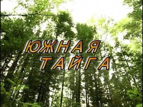 Южная тайга