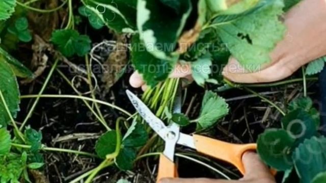 Готовим клубнику к зиме, обрезка и уход