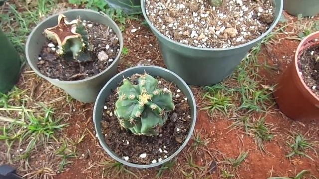 Cereberus Forbesii Spiralis cactus already growing after 14 days of being cut apart for propagation смотреть онлайн