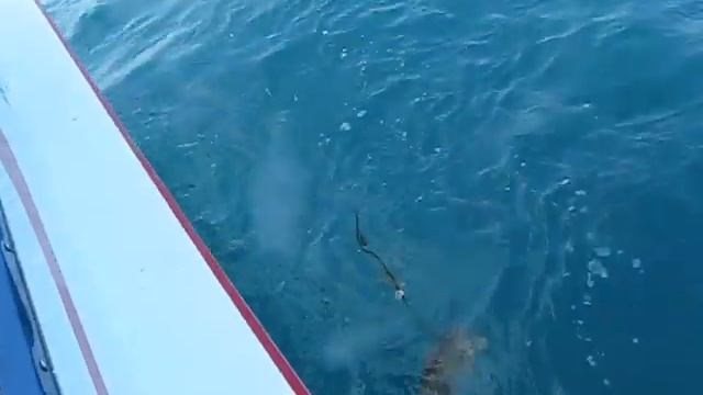 Морская рыбалка Паттайя