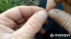 Ловля карася фидером летом на пруду