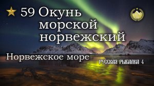 ✮ Норвежское море ✮ Окунь морской норвежский ✮