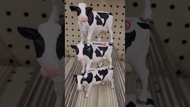 Cow stacking time?