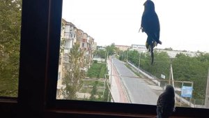 туториал как научить волнистого попугая команде ко мне??
