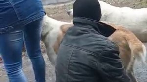 Первая вязка алабая. САО