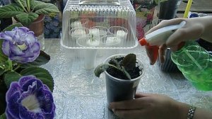 ?Реаниматор растений. Если цветы заболели. От всяких гнилей? ?