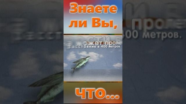 Знаете ли Вы, Что? Рыба - летяга