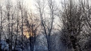 Где искать тепло? Лютые морозы. Природа утепляется. Вороны на кронах. Где теплее? Читайте описание.