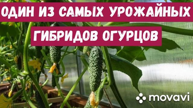 Самый урожайный сорт огурцов!!! Мой опыт и результат. смотреть онлайн