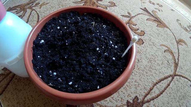 Сажаем семена Мадагаскарской пальмы :D