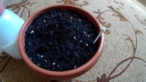 Сажаем семена Мадагаскарской пальмы :D