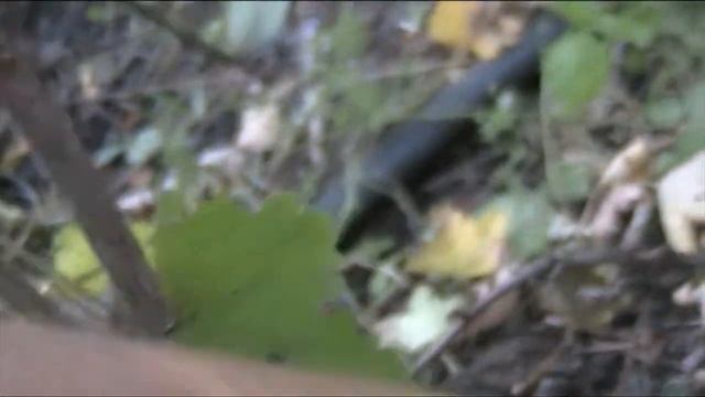 смородина белая обрезка на зиму смотреть онлайн