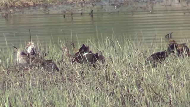 Пойменные видеозарисовки, май 2013 смотреть онлайн