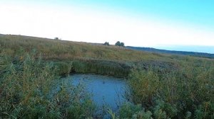 Охота на утку с подхода, с дратхааром.