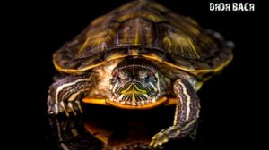 Красноухая черепаха уход и содержание! Обустройство аквариума террариума для красноухой черепахи!