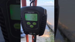 Трофейный Сазан на Обском водохранилище