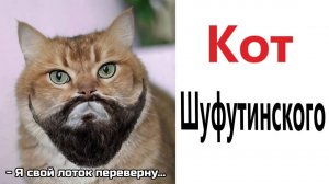 Приколы 😂! КОТ ШУФУТИНСКОГО - МЕМЫ😼😼😼!!! Смешные видео!