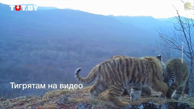 Милота дня! На видео попали сразу четыре редких амурских тигренка смотреть онлайн