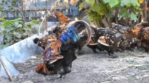 Павловская Золотистая, #куры, Алтай, Первый снег, Солнечное Гало, Осень #Pavlovskie_Chickens