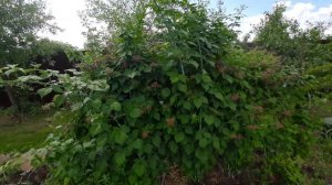 Кумберленд черный и желтый обзор урожая 2022