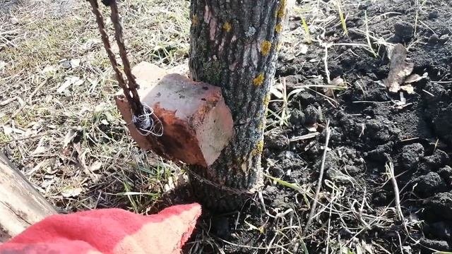 Демонтаж деревянных опор на винограднике.