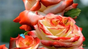 Роза чайно-гибридная Императрица Фара ? обзор: как сажать, саженцы розы Императрица Фара