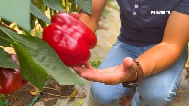 ВЕЛИКОЛЕПНЫЙ КРАСИВЫЙ ПЕРЕЦ "ПИКТОР"! смотреть онлайн